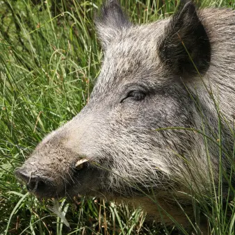 Police issue warning after wild pig cripples car