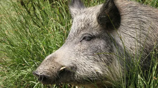 Police issue warning after wild pig cripples car