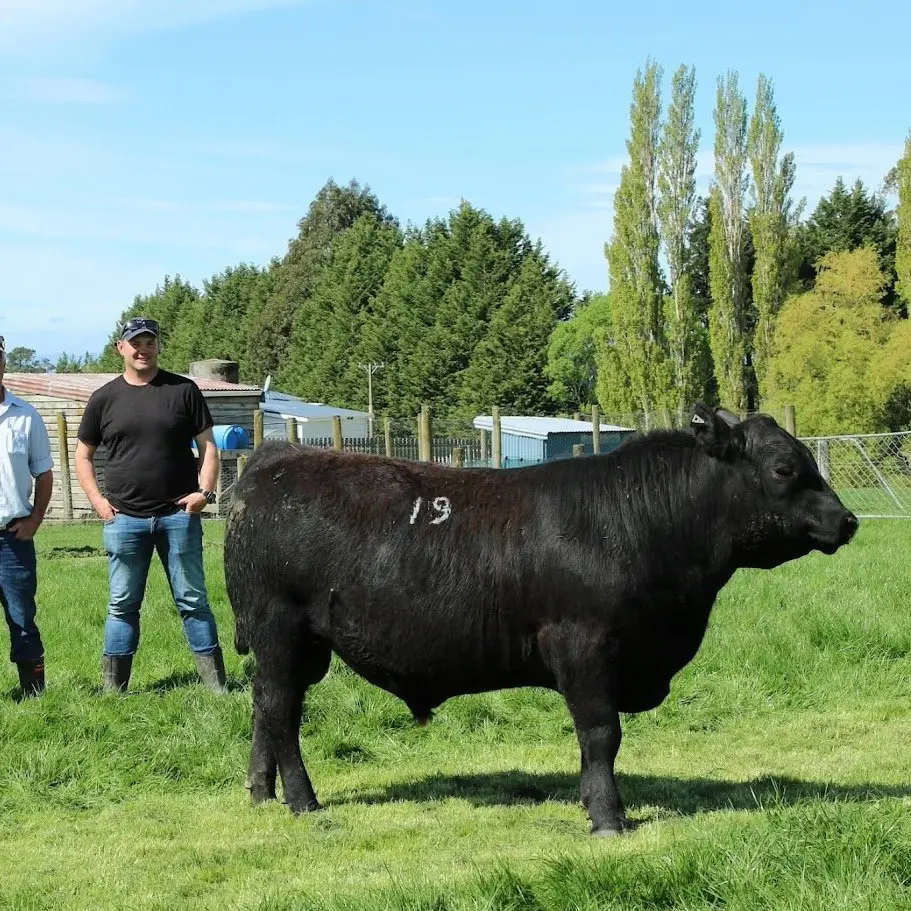 A $46,000 sale of ‘one-of-a-kind’ yearling Angus bull sets stud record in northern Southland