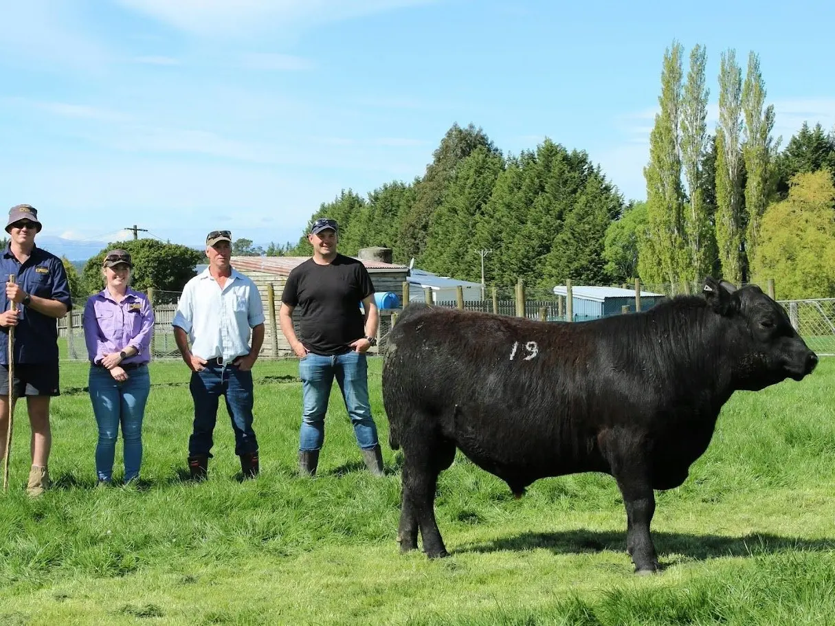A $46,000 sale of ‘one-of-a-kind’ yearling Angus bull sets stud record in northern Southland