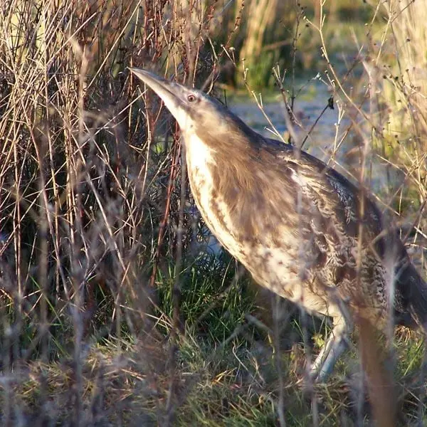 Drones help track endangered birds