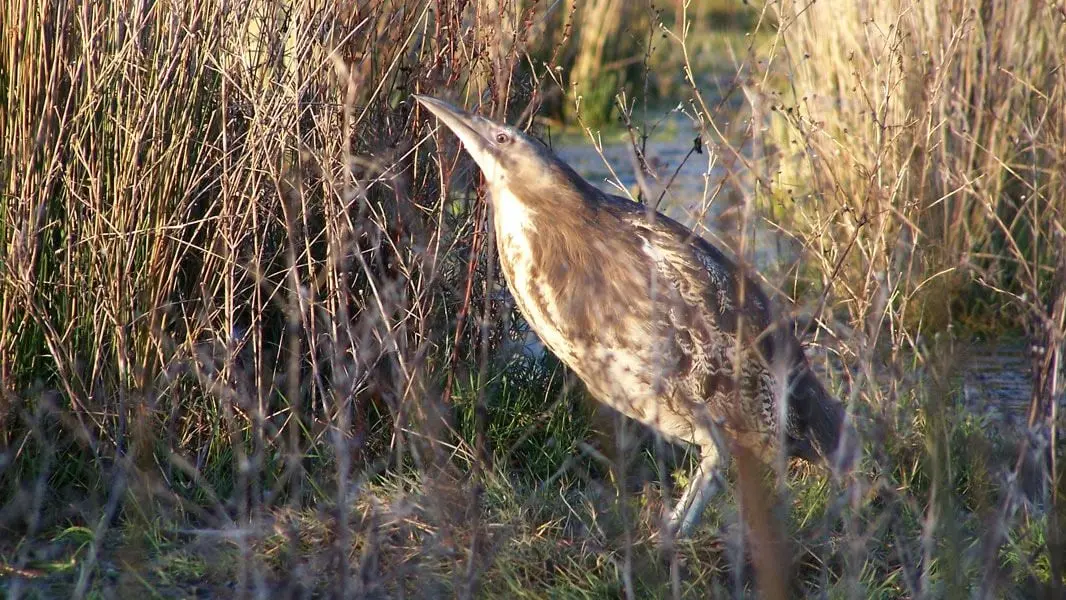 Drones help track endangered birds