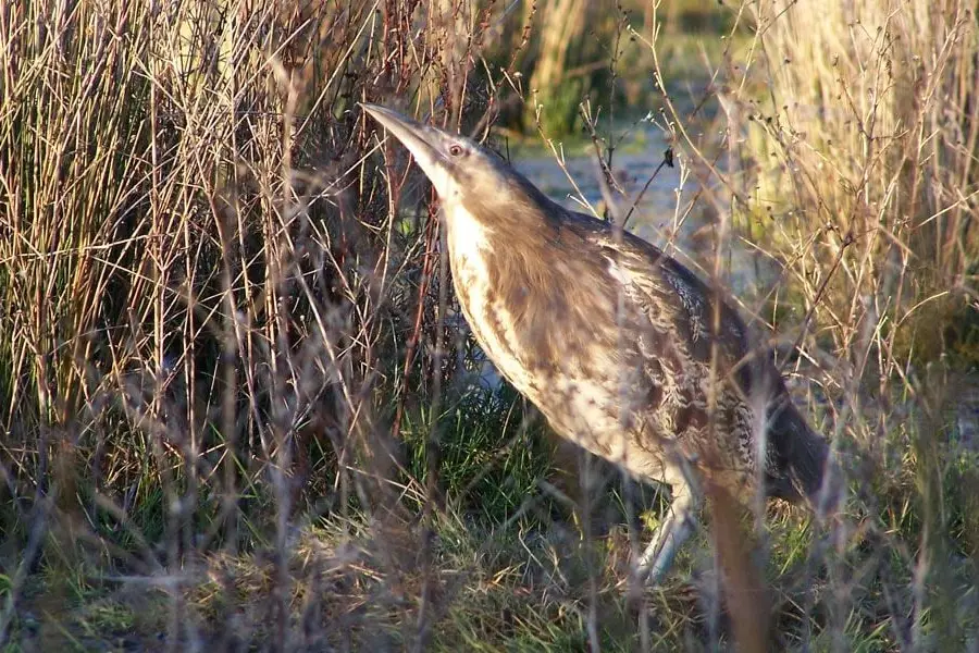 Drones help track endangered birds