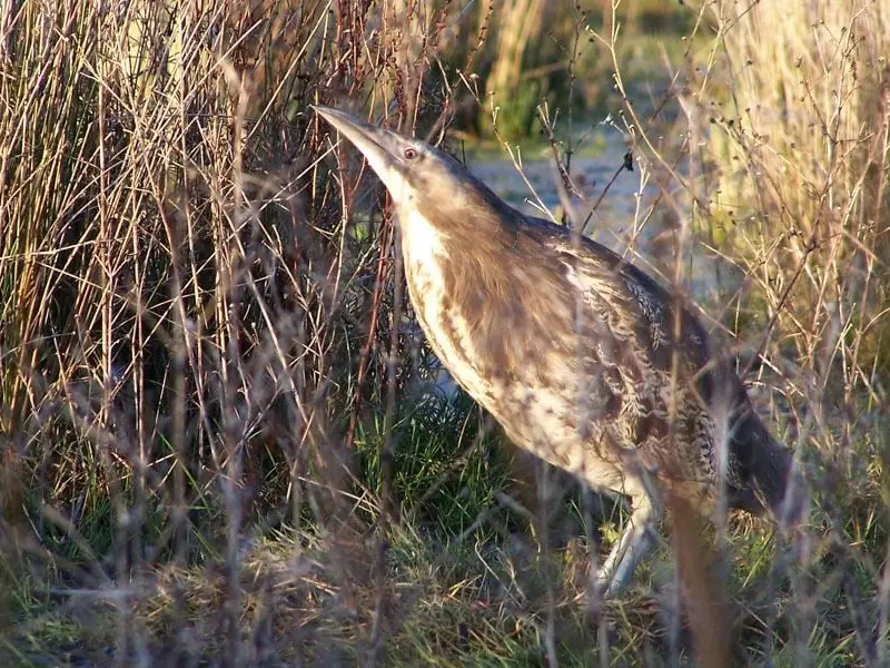 Drones help track endangered birds