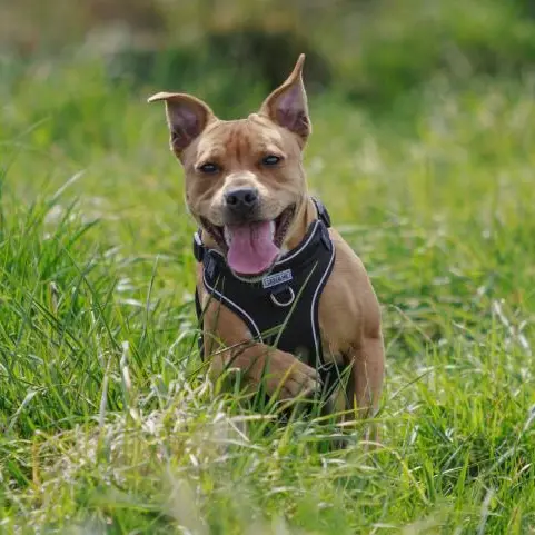 Move over Charlie: Christchurch’s most popular dog names revealed