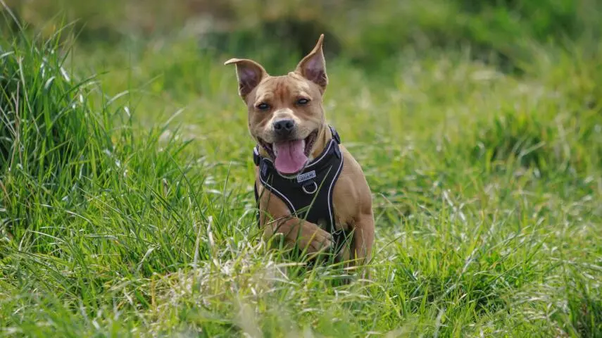 Move over Charlie: Christchurch’s most popular dog names revealed