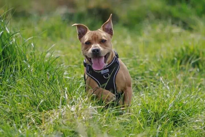 Move over Charlie: Christchurch’s most popular dog names revealed