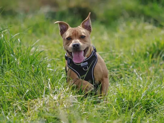 Move over Charlie: Christchurch’s most popular dog names revealed