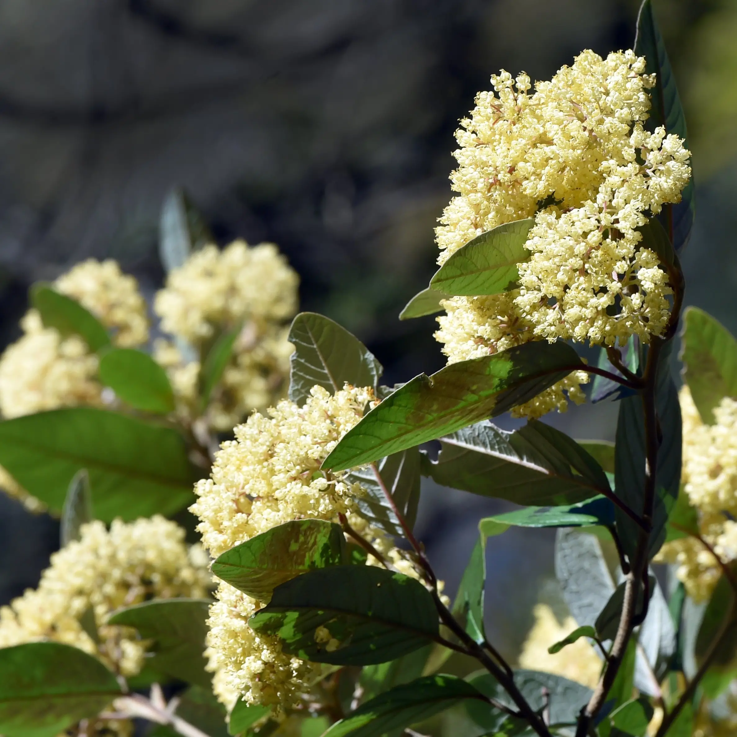 Yellow flowers bringing cheer to soggy spring