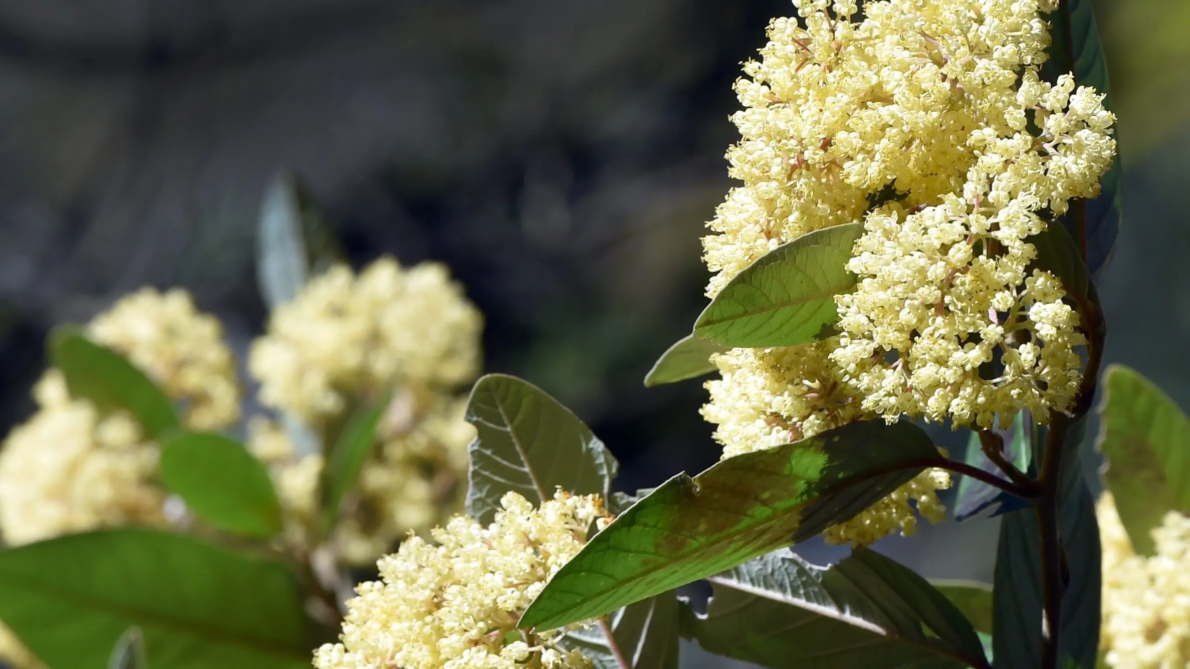 Yellow flowers bringing cheer to soggy spring