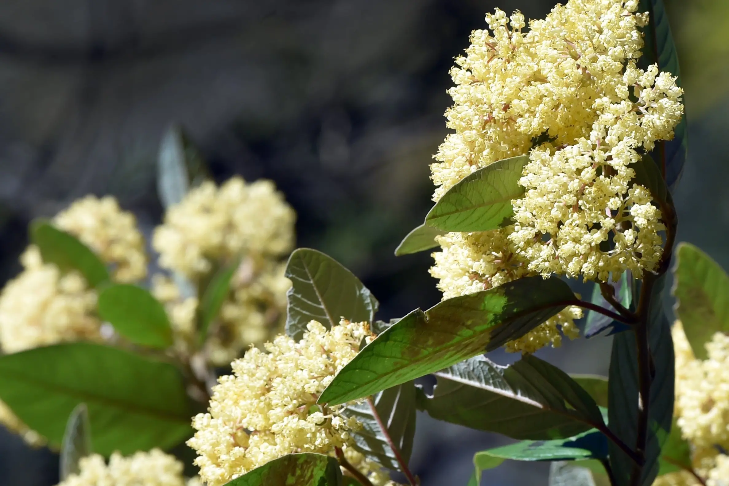 \\'Pomaderris kumeraho\\' at the Dunedin Botanic Garden. Photo: Peter McIntosh