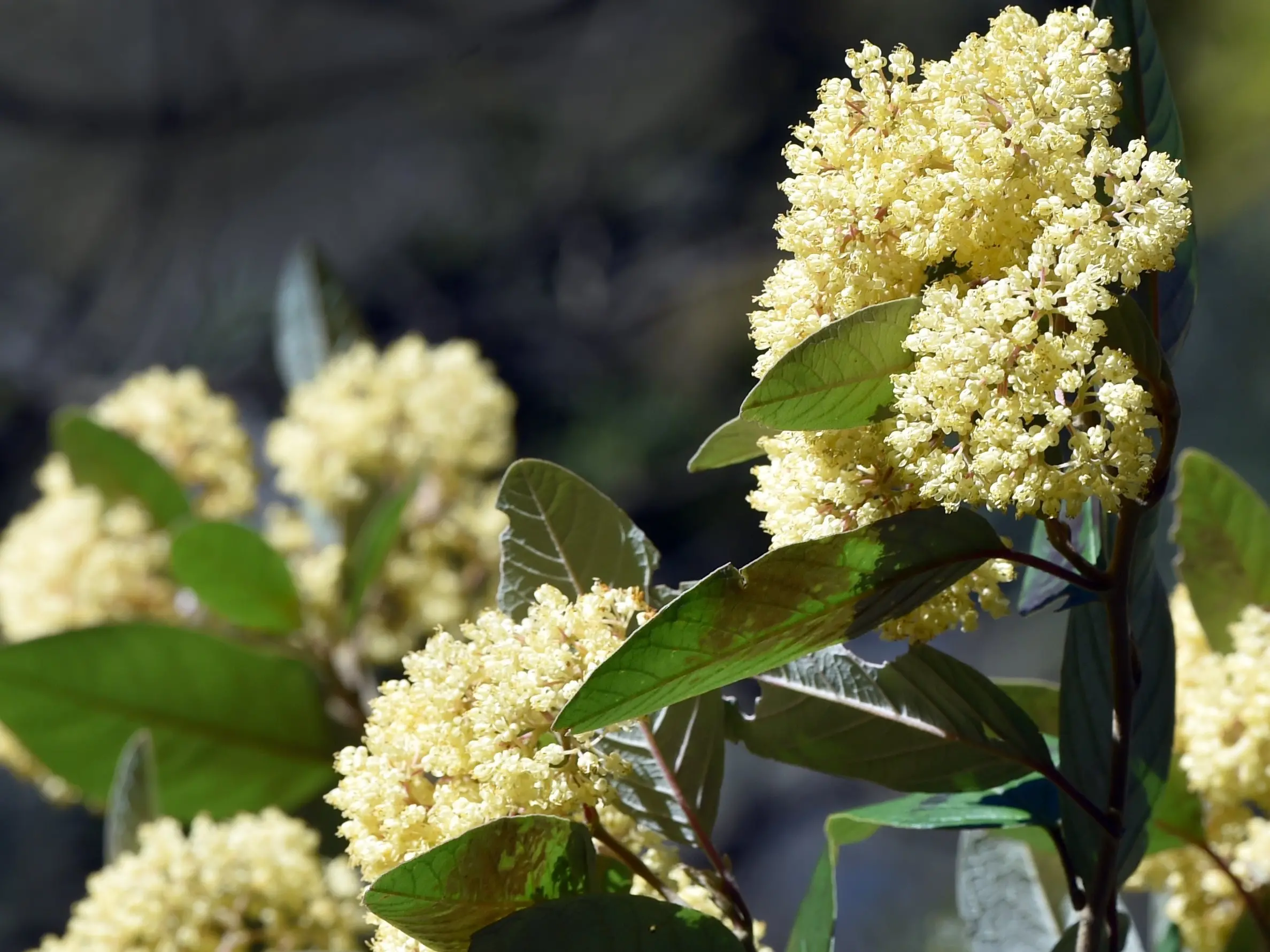 Yellow flowers bringing cheer to soggy spring