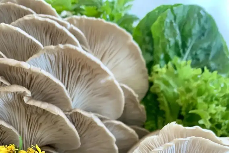Emerging proteins such as fungi were among the growth opportunities FoodHQ explored. Photo: Supplied