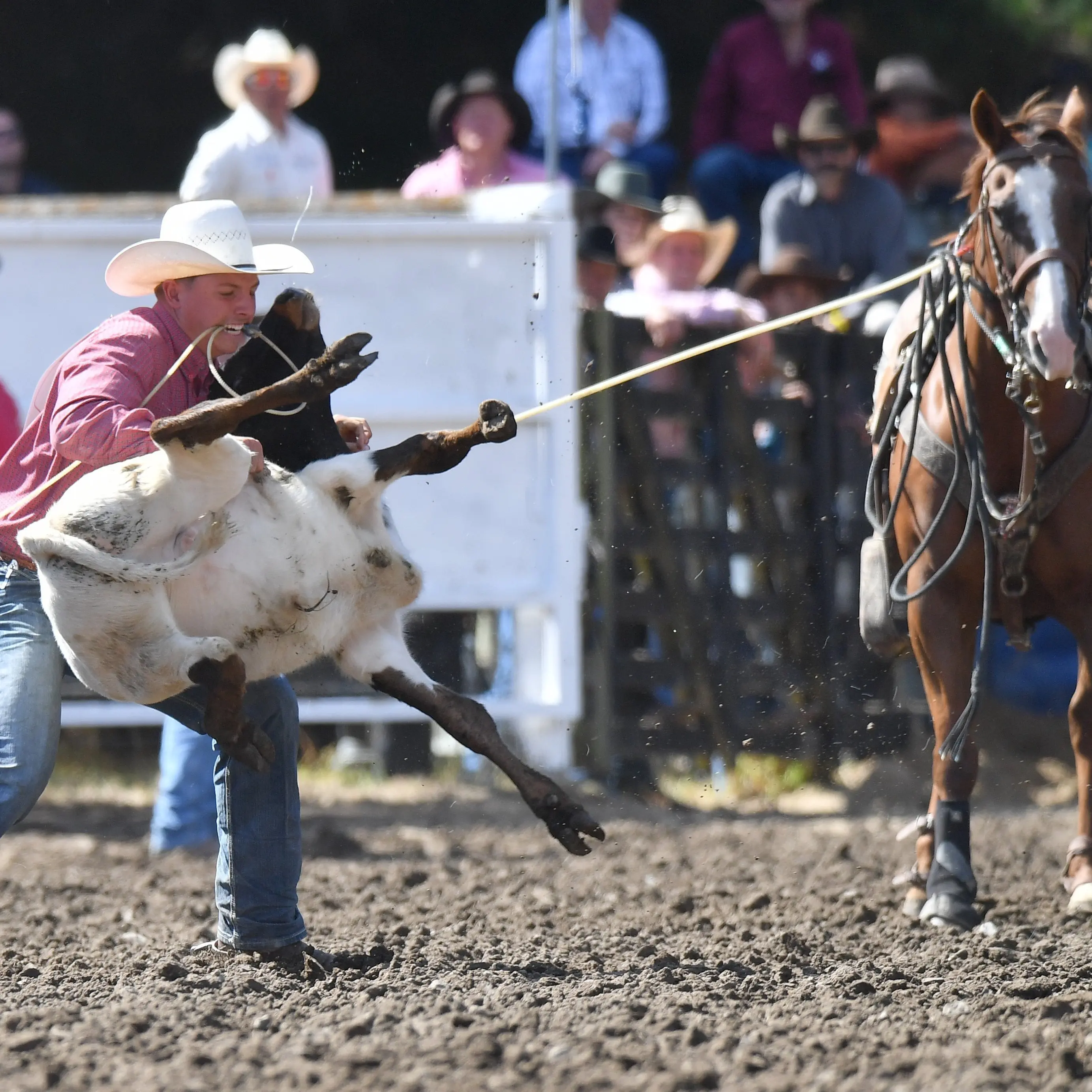Committee seeks public feedback in face of rodeo code changes