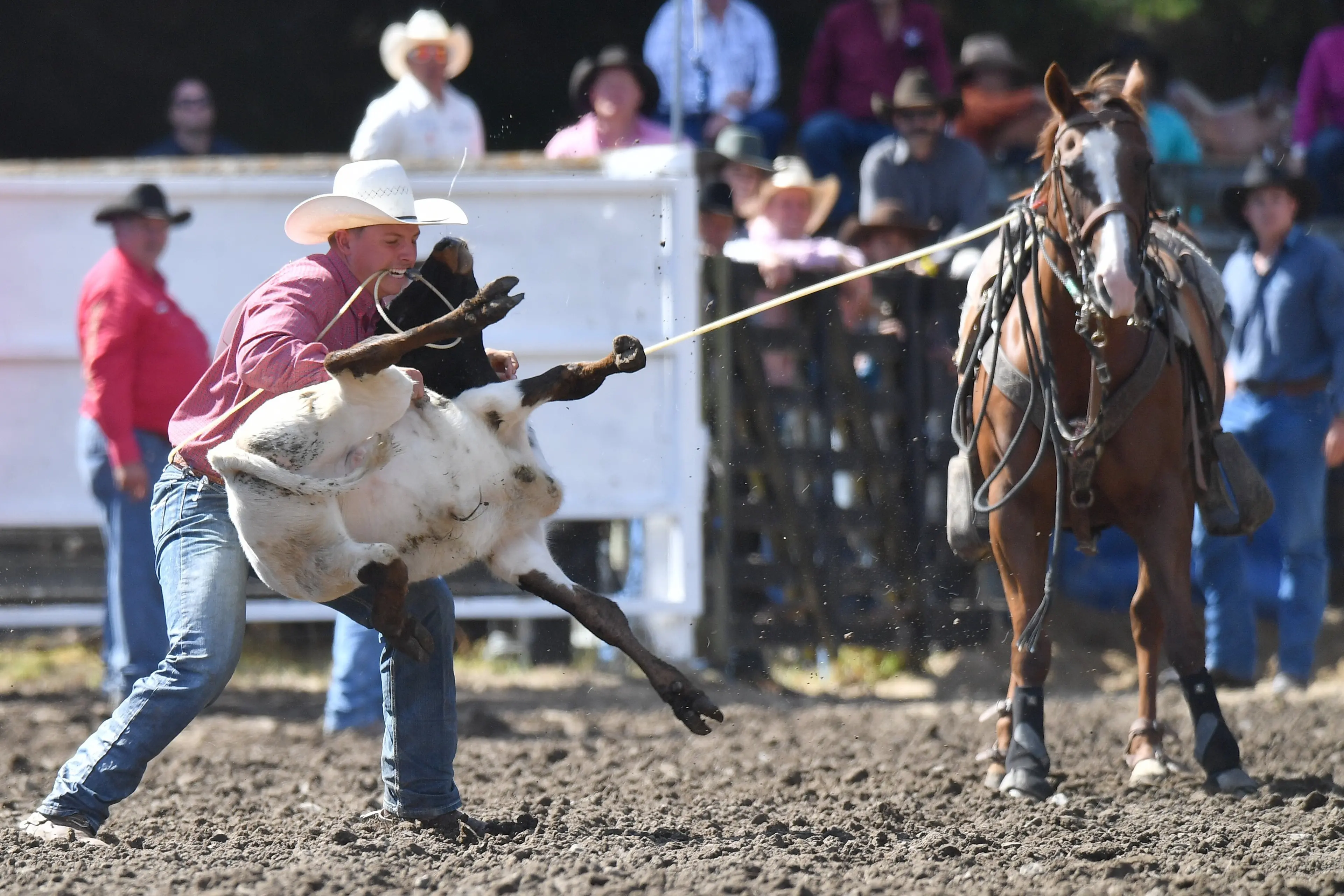 Cowboy Patrick McCarthy, of H\\u0101wea Flat, tips a calf over in a rope and tie event at the national rodeo finals in Waikouaiti this year. Photo: Stephen Jaquiery