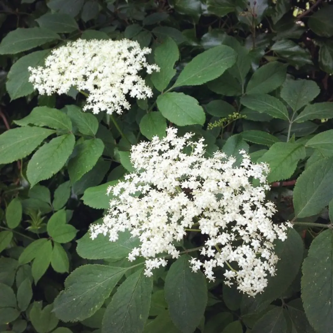 Elderflower effusion