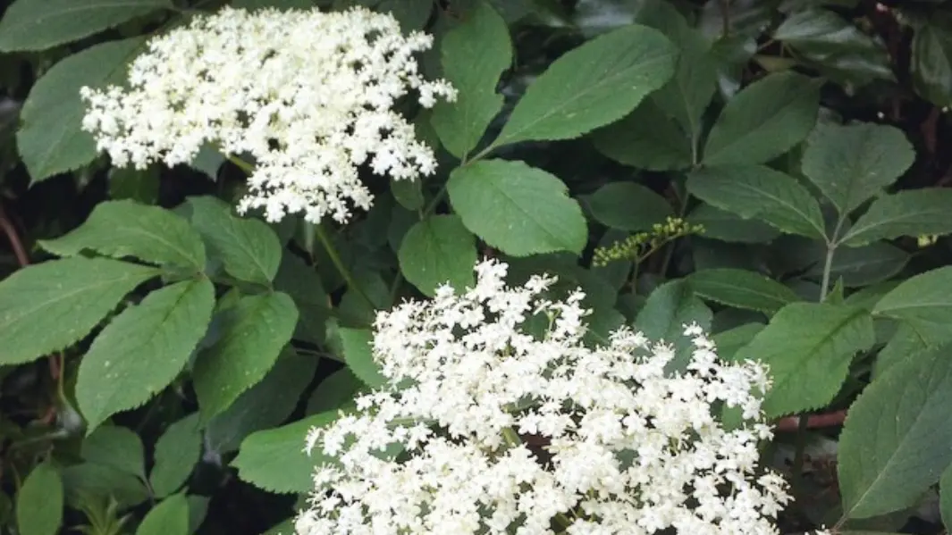 Elderflower effusion