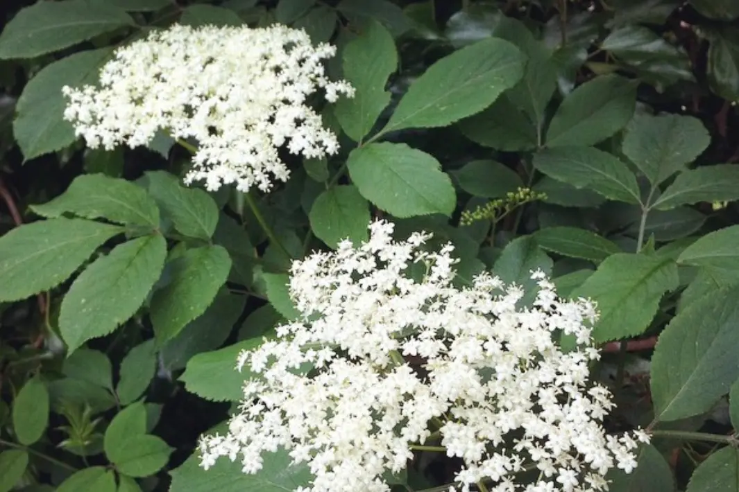 Elderflower is not only delicious, but perhaps more importantly is a useful and accessible medicinal. Photo: Supplied