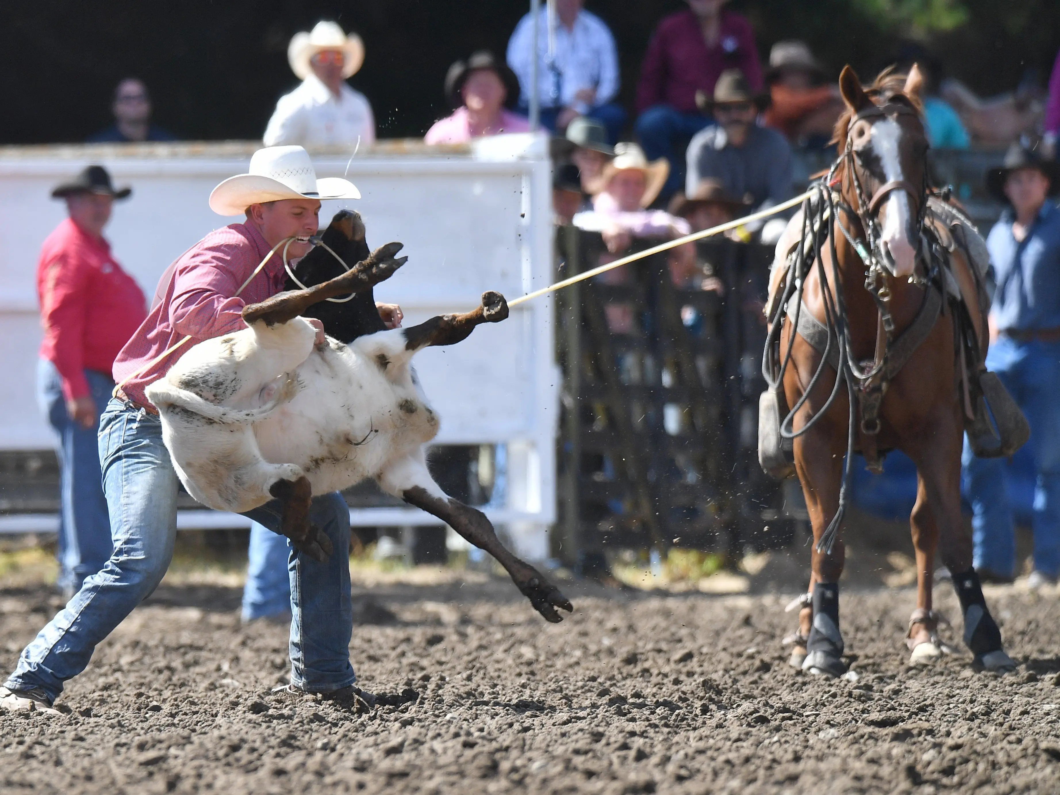 Otago rodeo stalwart vows to continue in face of planned animal welfare changes