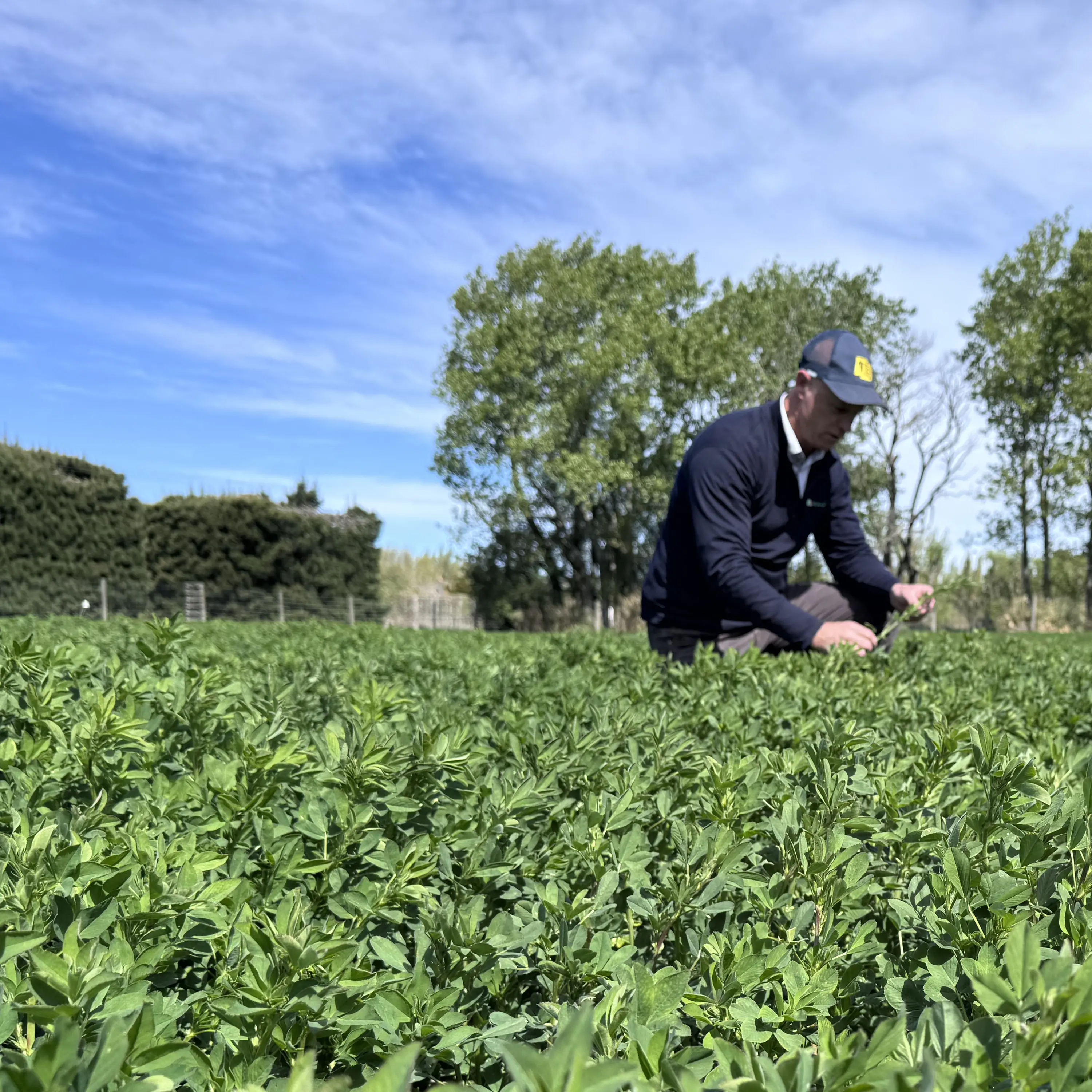 Sow Now, Feed Later: Getting Ahead of the El Niño Dry