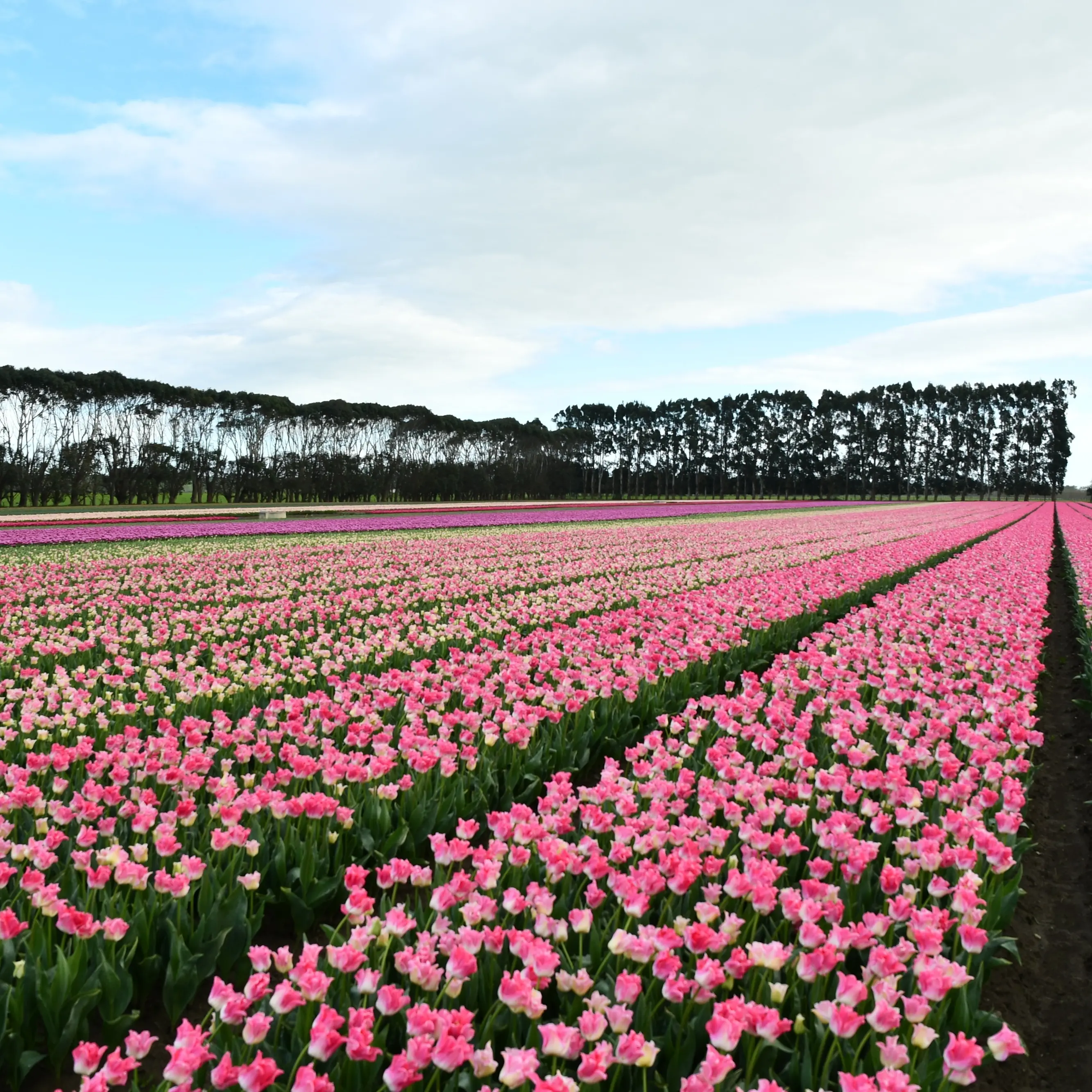 Annual Edendale Tulip Day right around the corner