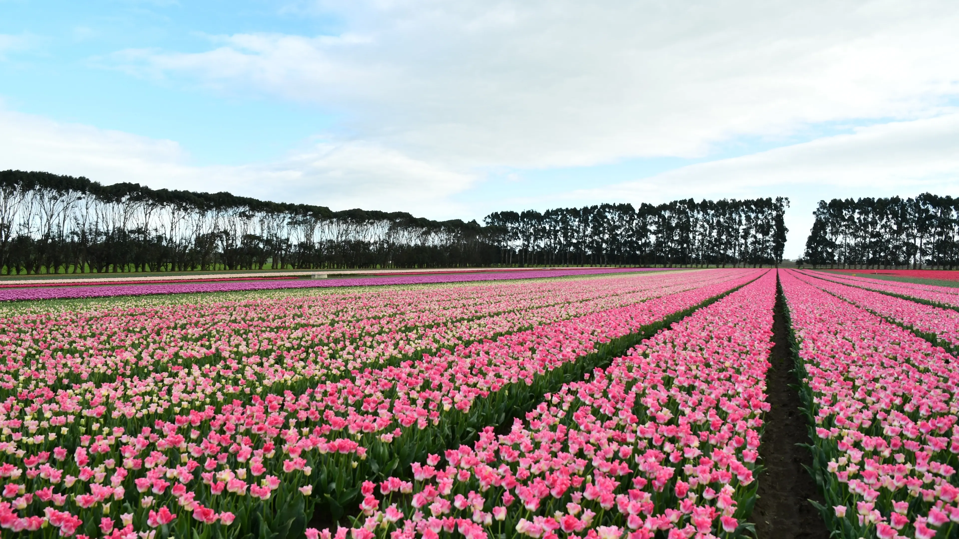 Annual Edendale Tulip Day right around the corner