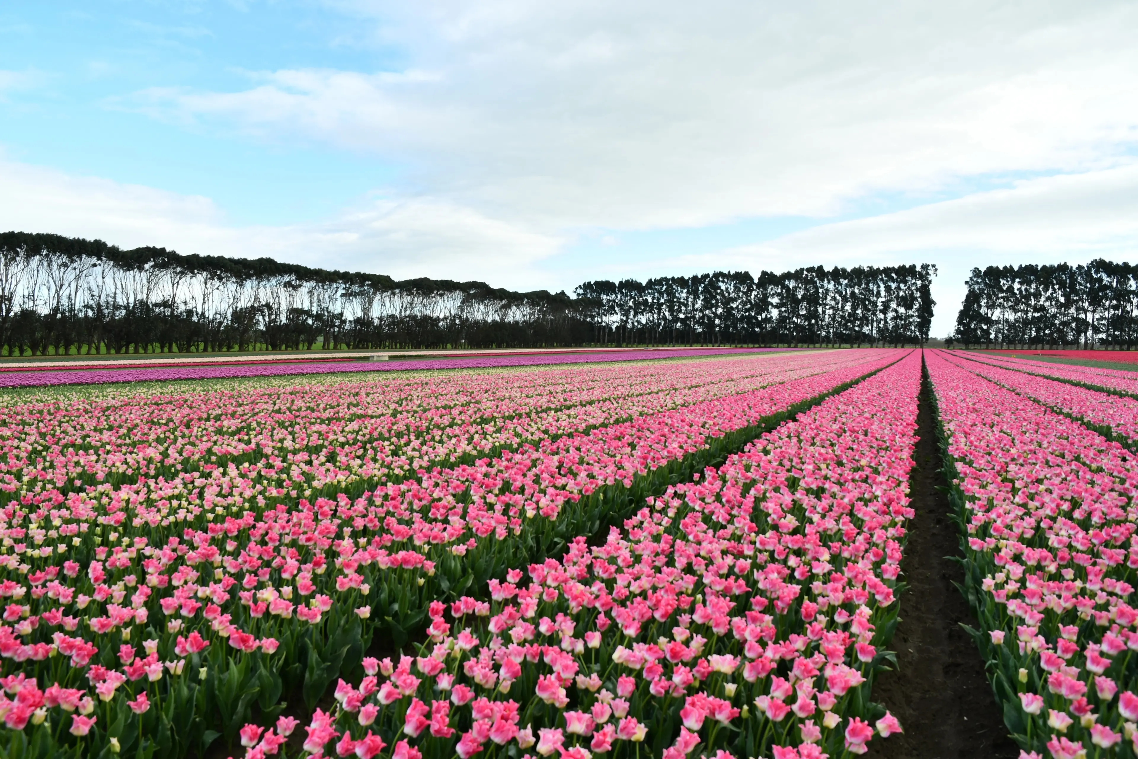 This year\\'s Tulip Day will include van tours and plenty of photo opportunities, all dependant on the weather. PHOTO: LAURA SMITH