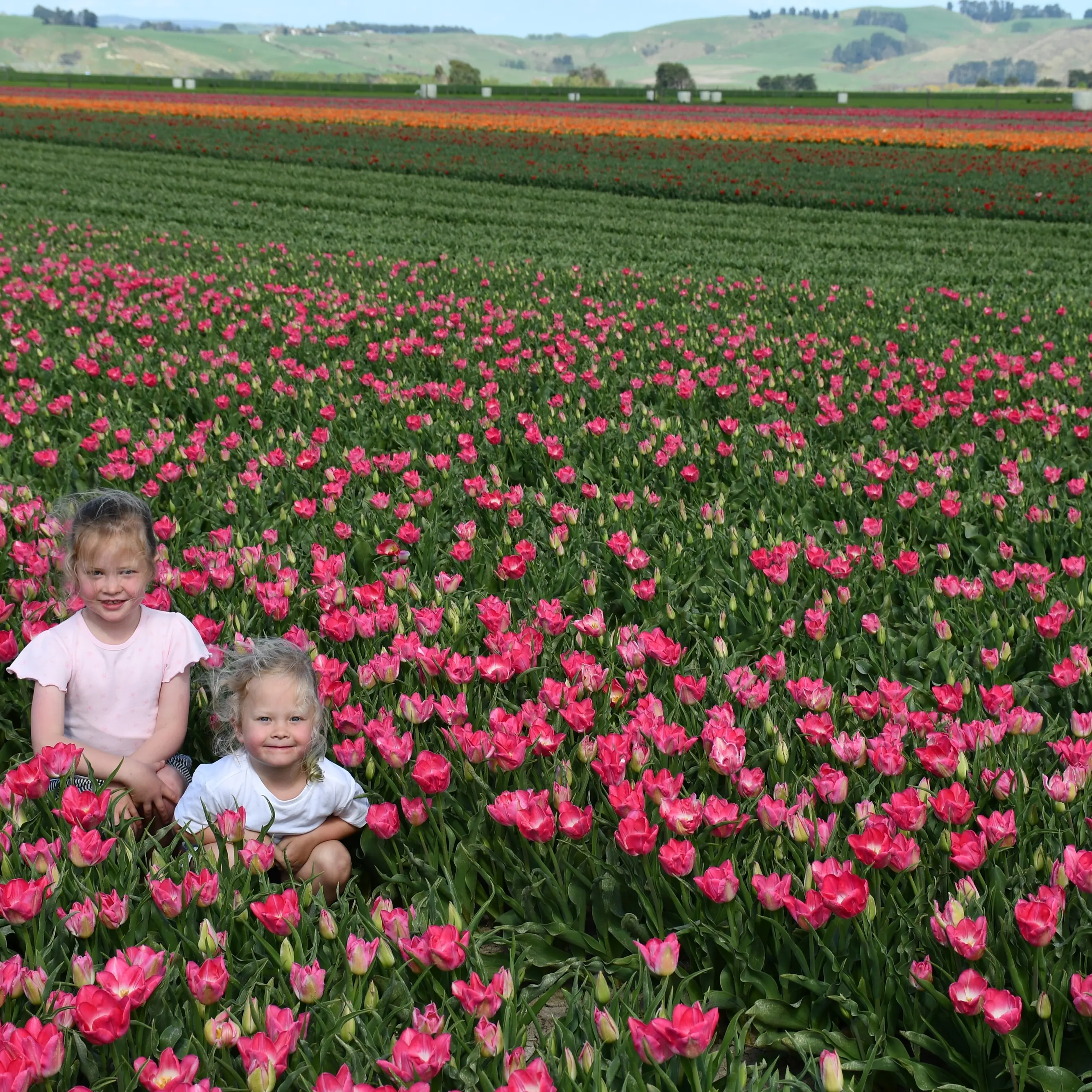 Thousands expected to visit Tulip Day