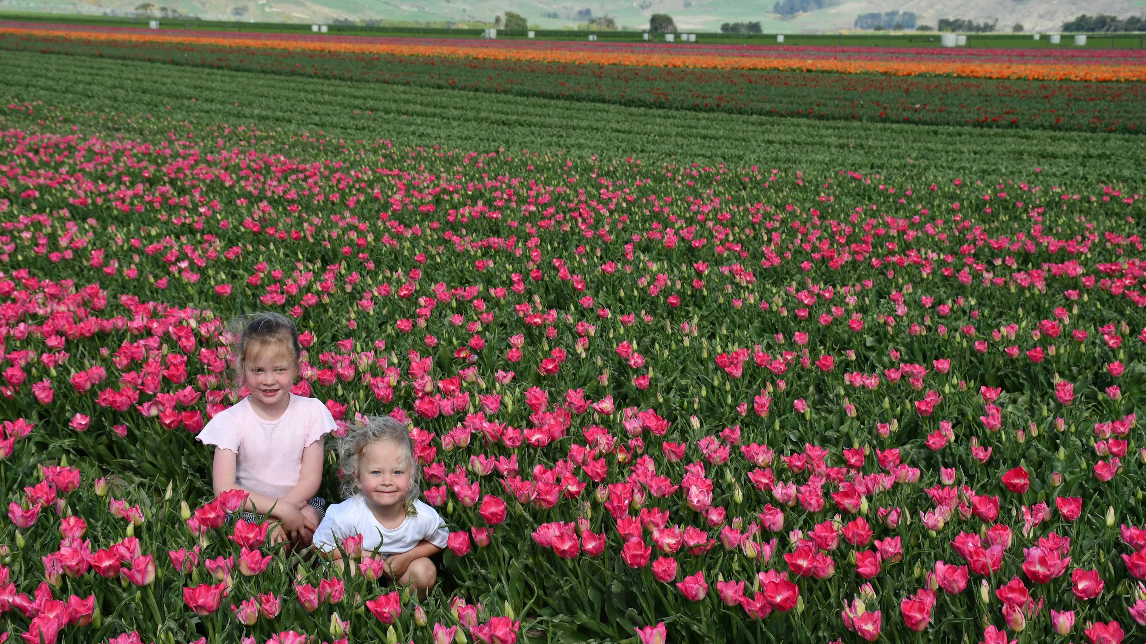 Thousands expected to visit Tulip Day