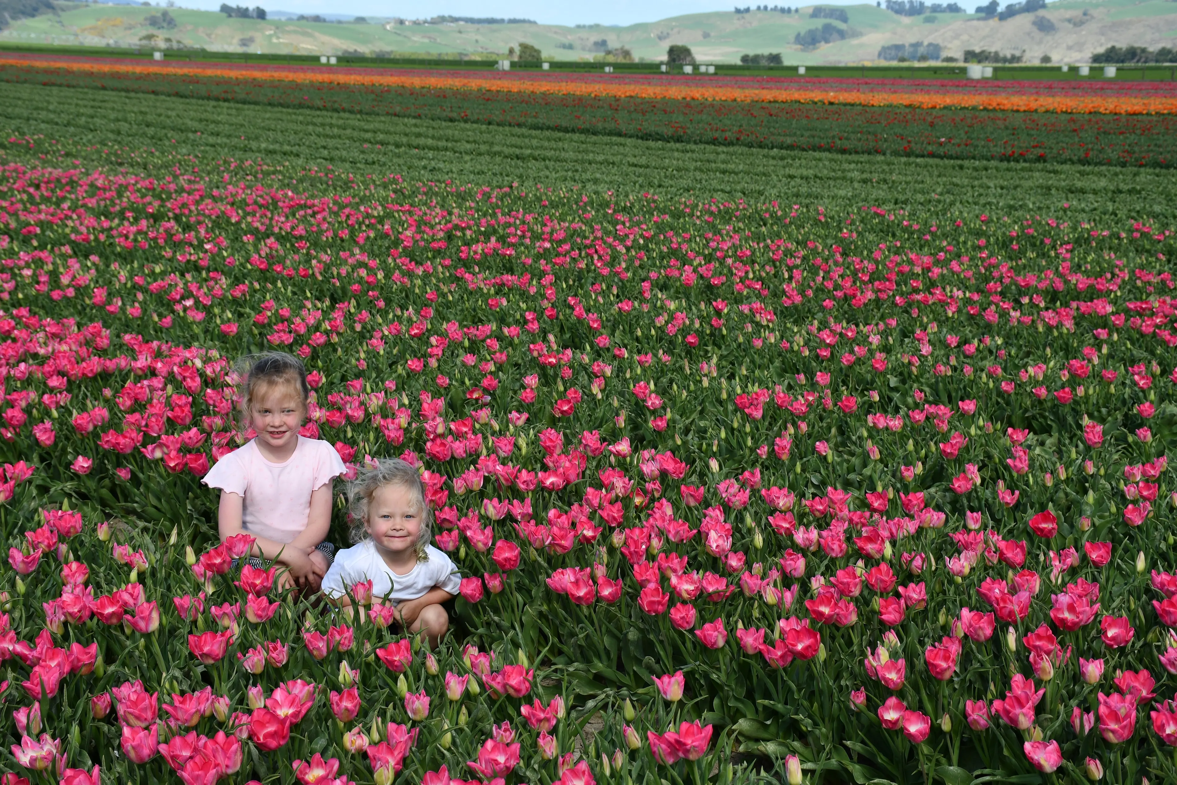 Lucy, 6 (left), and Georgie, 4, McRae, of Seaward Downs, among the fields of blooms that will be on show on Tulip Day in Edendale, next Monday. Photo: Gemma Sinclair