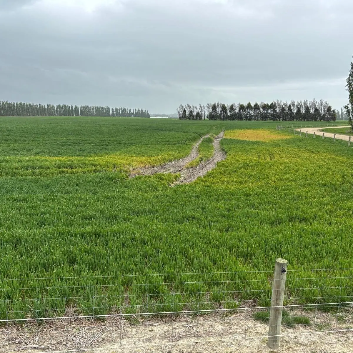 Recent heat helping, but damage from wet start to spring remains, southern growers say
