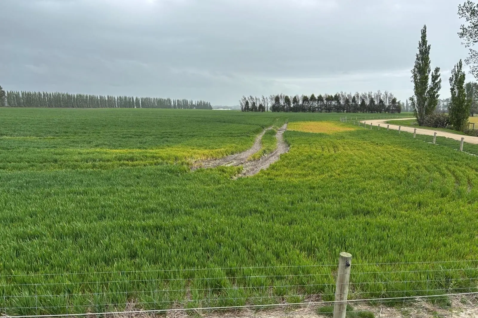 A waterlogged crop in Knapdale. Photo: Nick Hishon