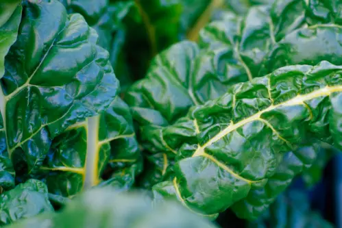 Methamidophos was detected on one grower\\'s silverbeet at 360 times the legal limit, but the watchdog\\'s public reports stated there were no food safety risks that year. Photo: Getty Images