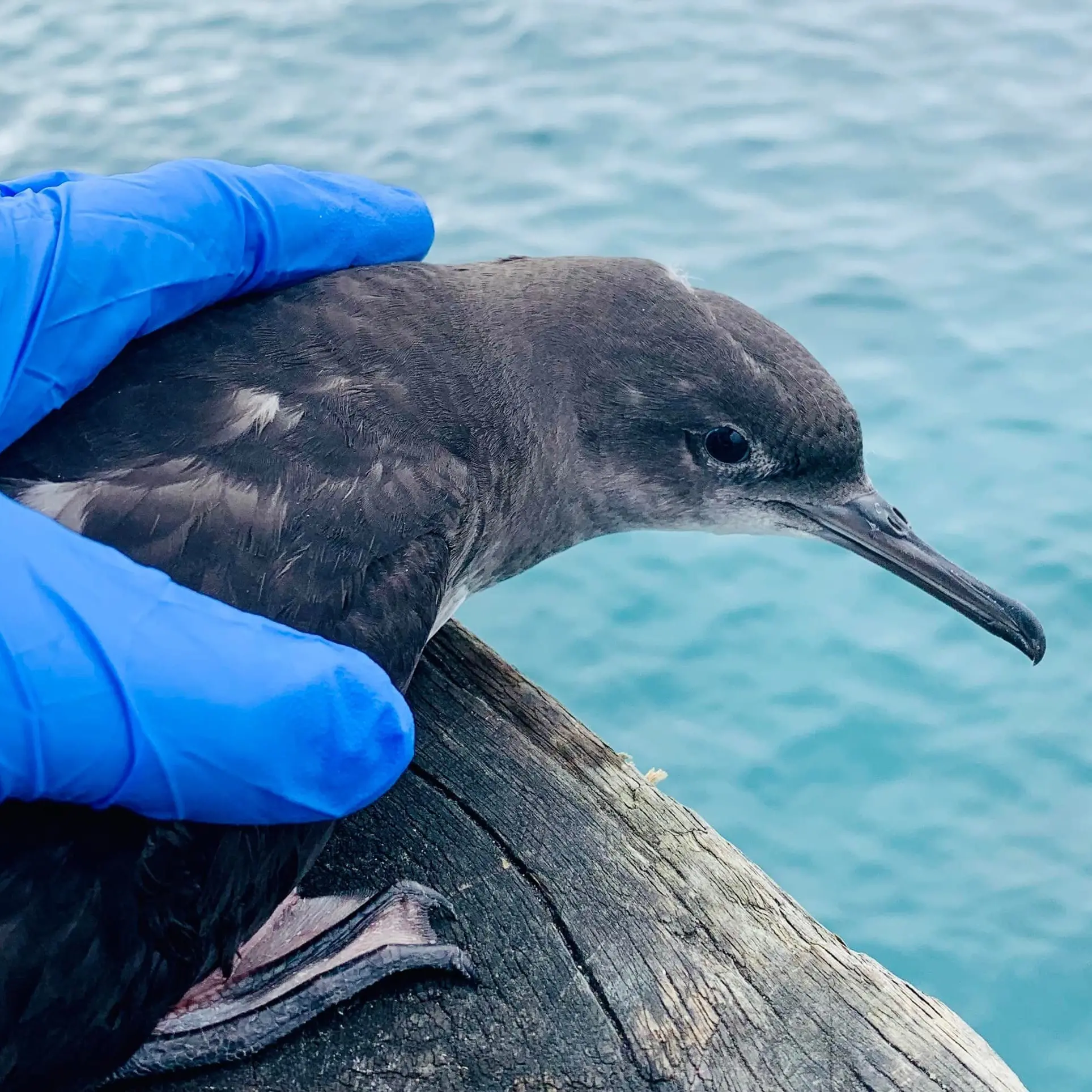 Lookout for Kaikōura’s crash landing seabirds
