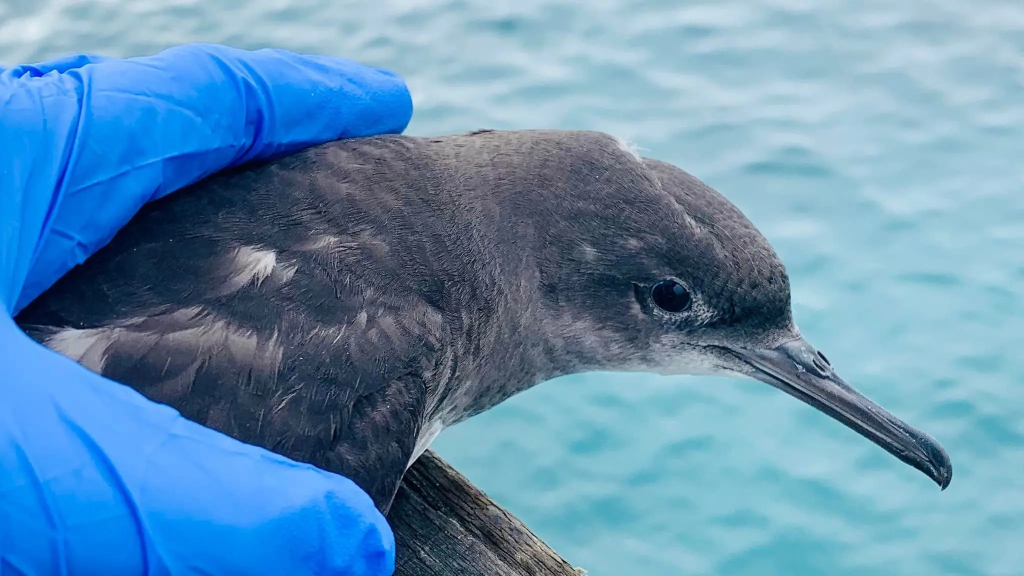 Lookout for Kaikōura’s crash landing seabirds