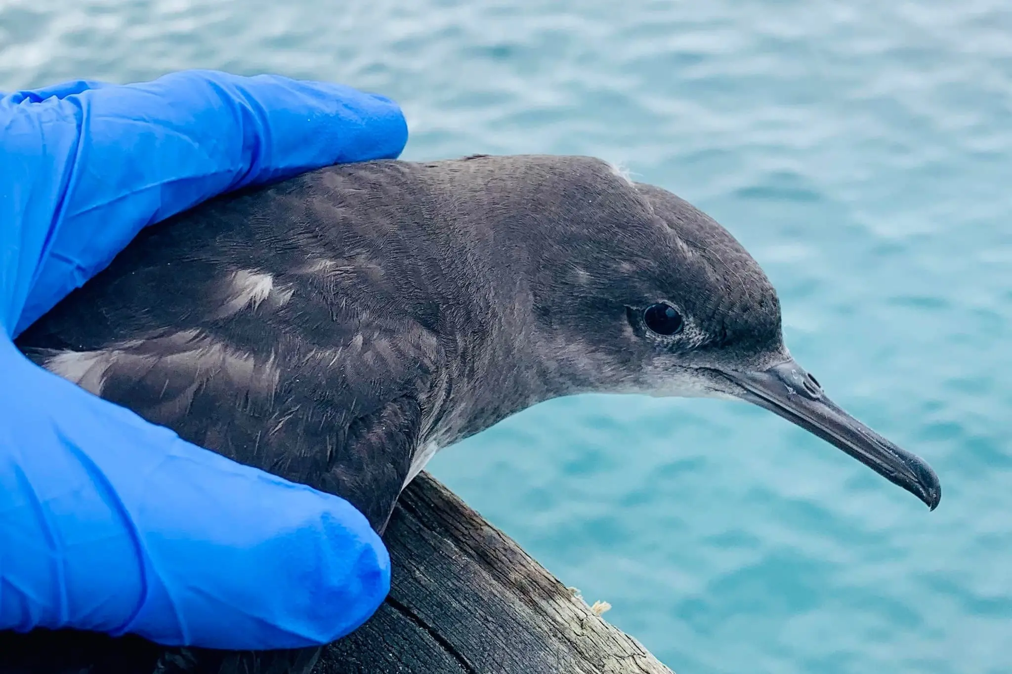 Recovery . . . Changes to street lighting has made a difference, but Hutton\\u2019s shearwater birds are still crash landing in Kaik\\u014Dura. Photo: Supplied by Kaik\\u014Dura Wildlife Centre Trust