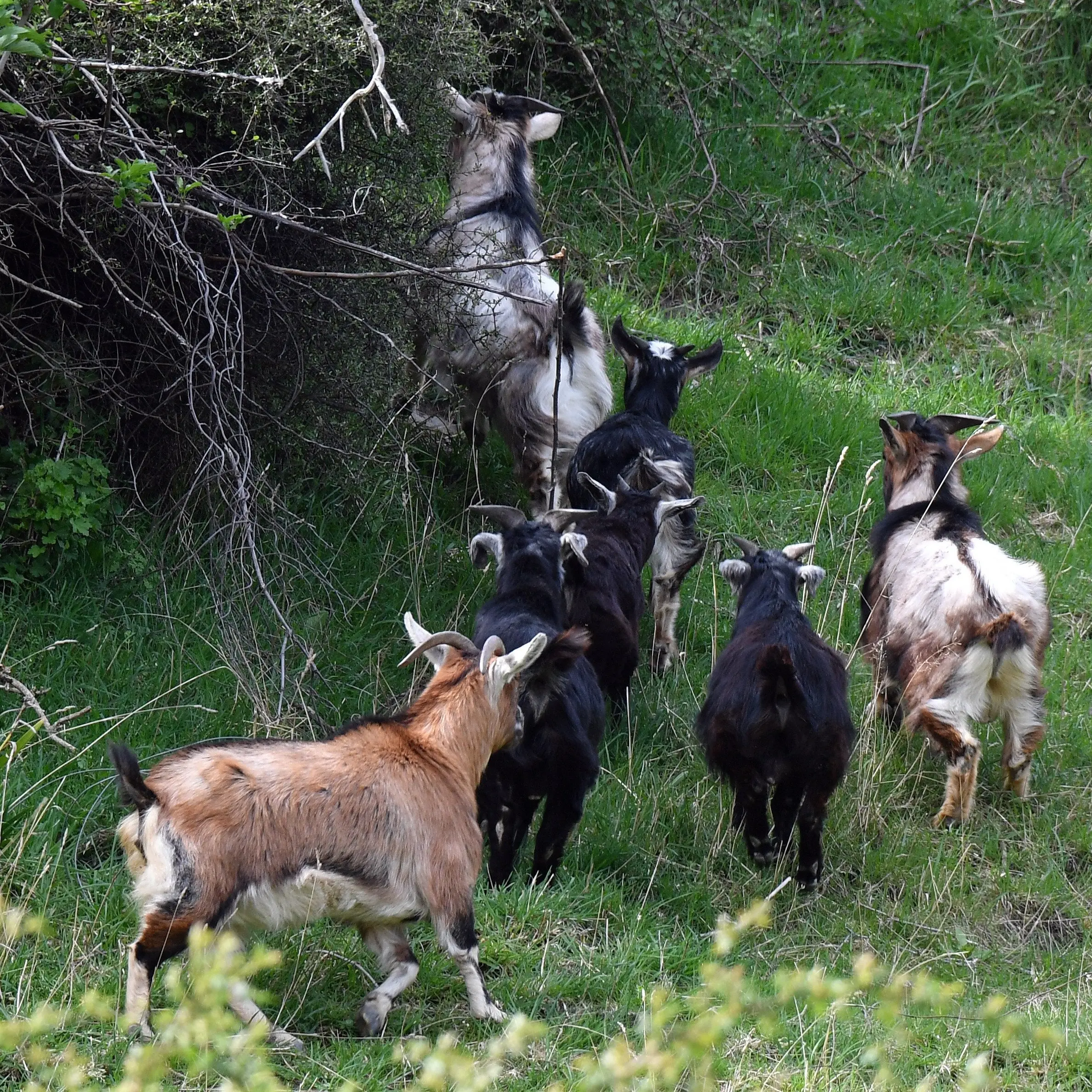 Goat culling continues out of sight of highway: NZTA