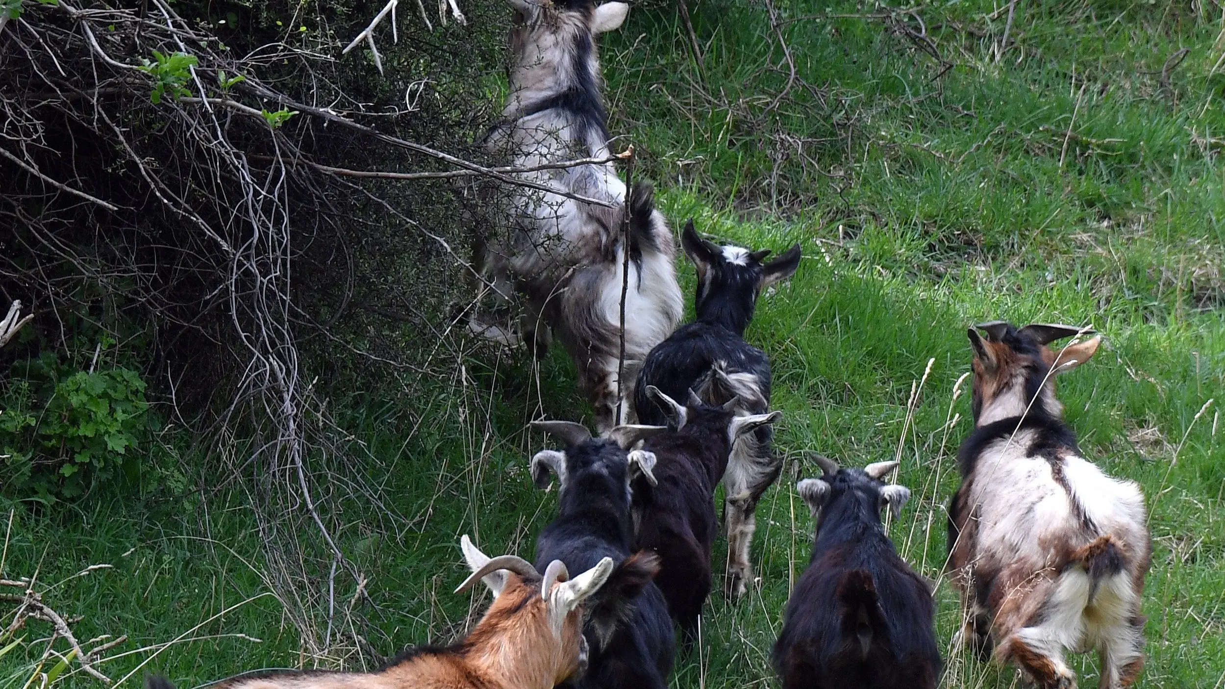 Goat culling continues out of sight of highway: NZTA