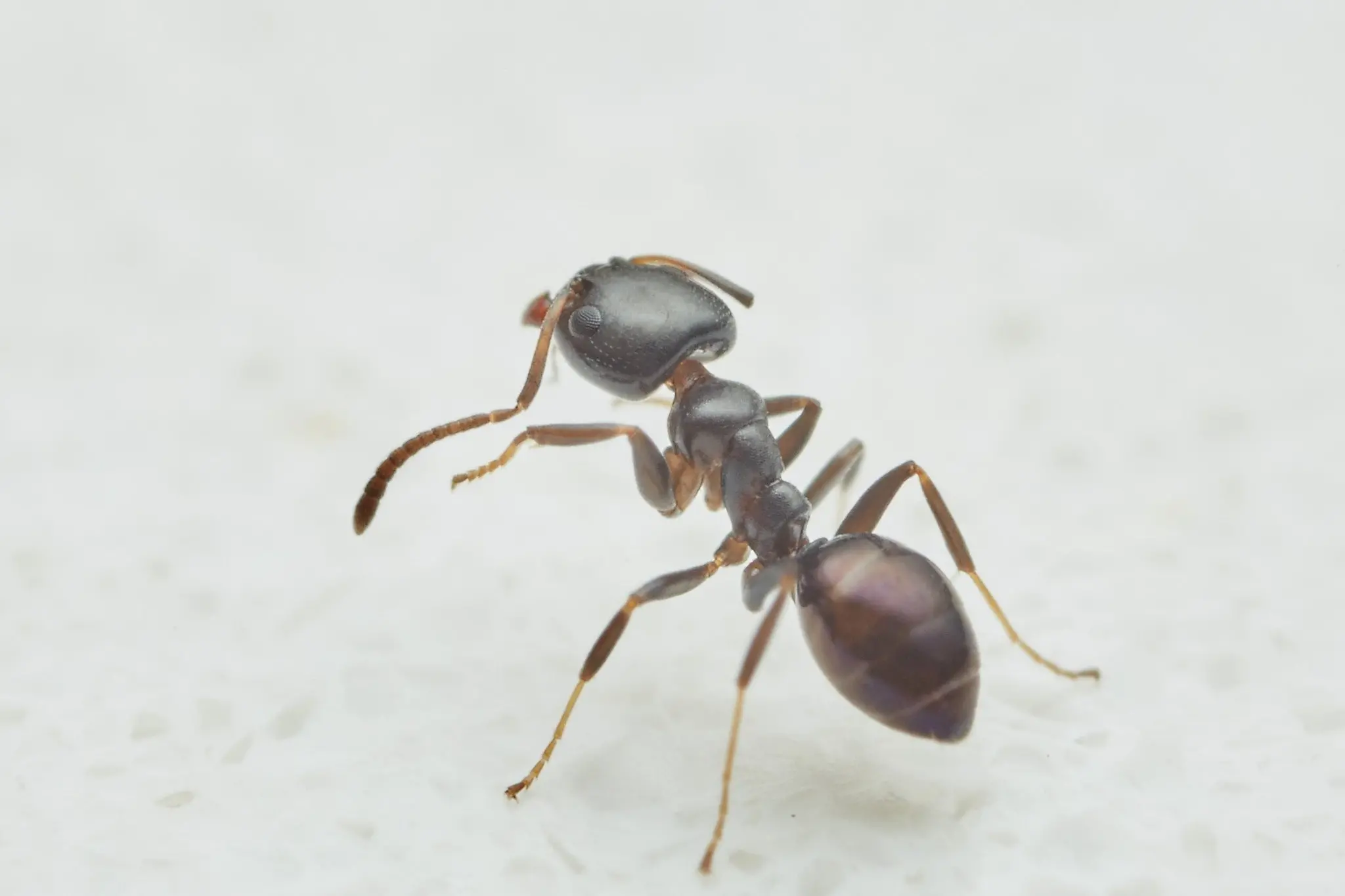 An  ant; with more in common with Gerry Brownlee than you might imagine. Photo: ODT Files