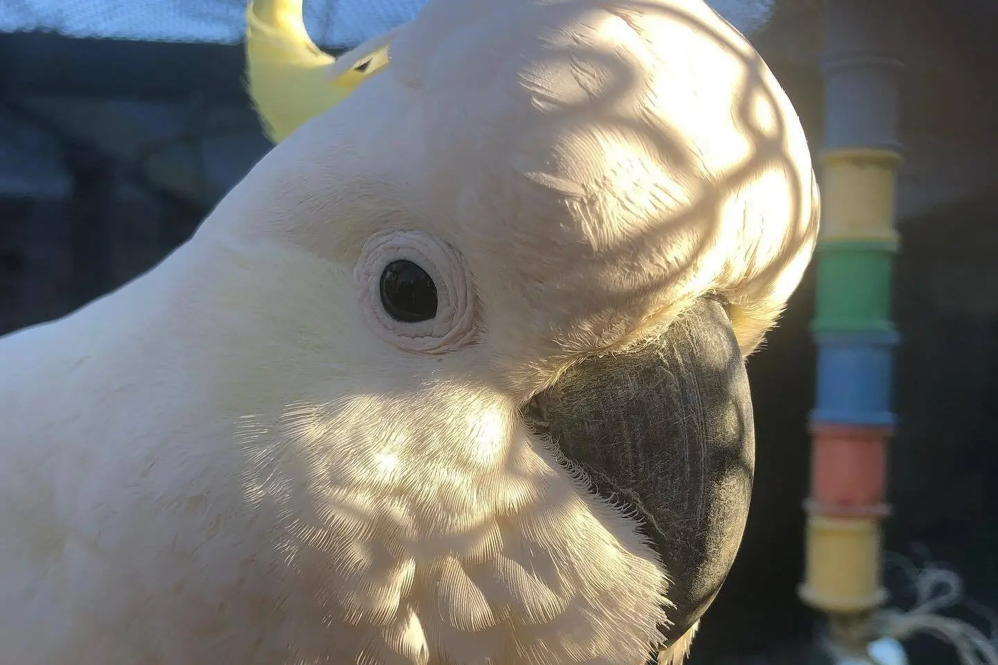 Jimmy the sulphur-crested cockatoo is settling into his new aviary near Rangiora. Photo: Supplied.