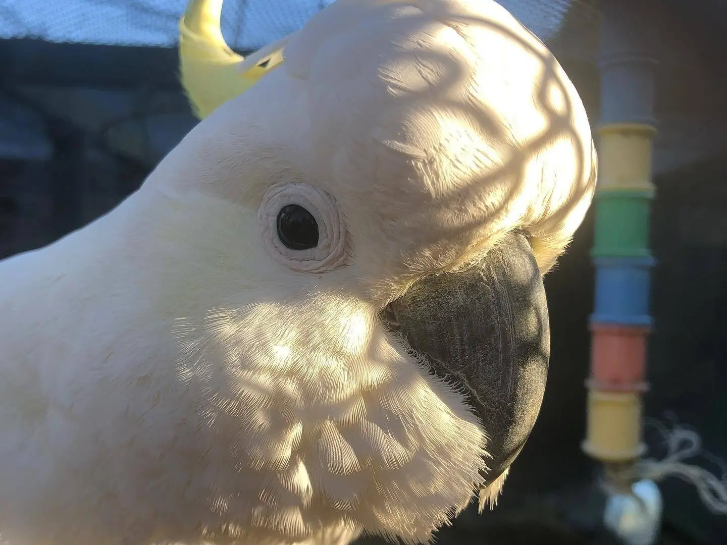 Jimmy the cockatoo moves into new home
