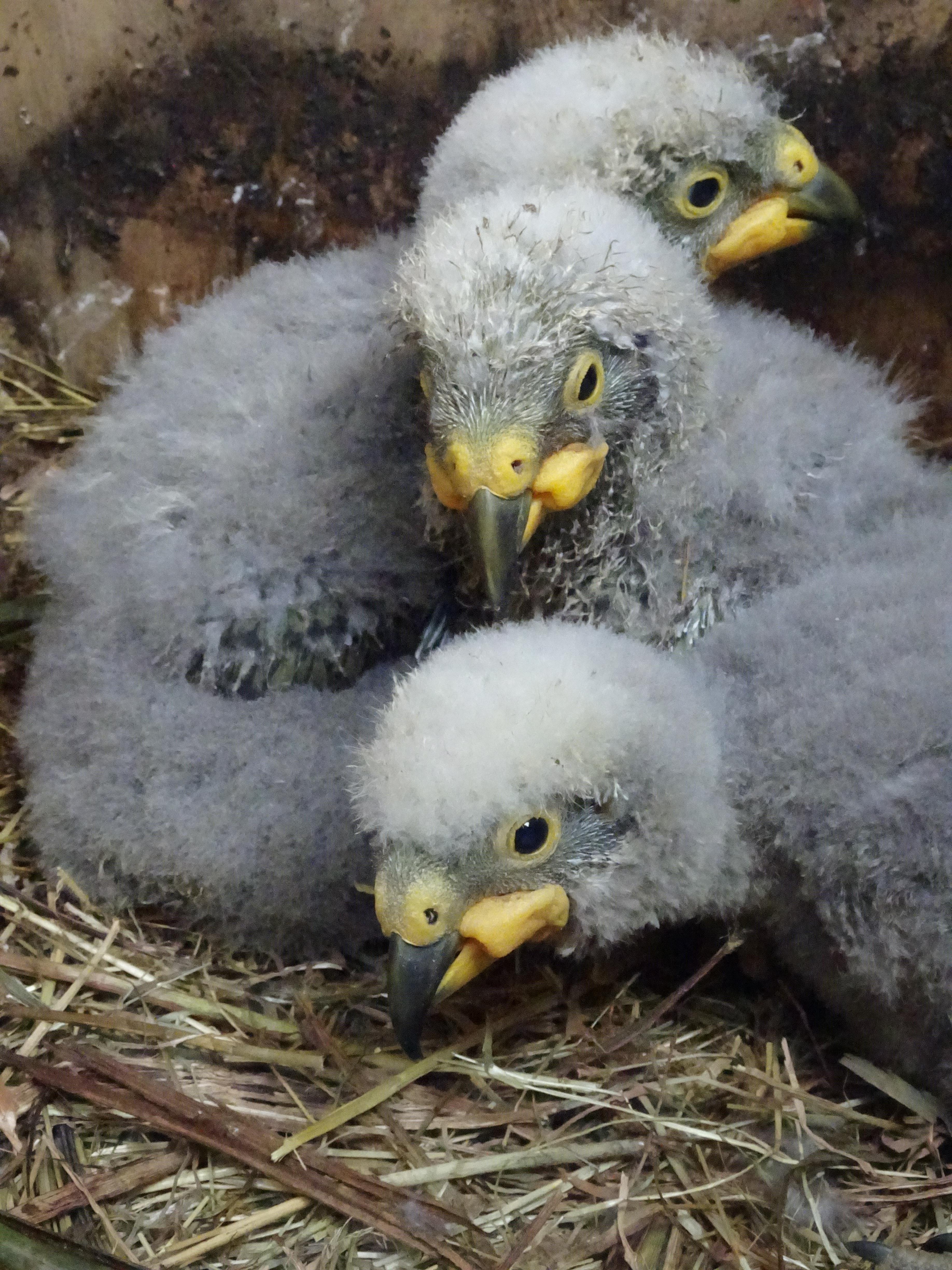 History hatched at Kiwi Park