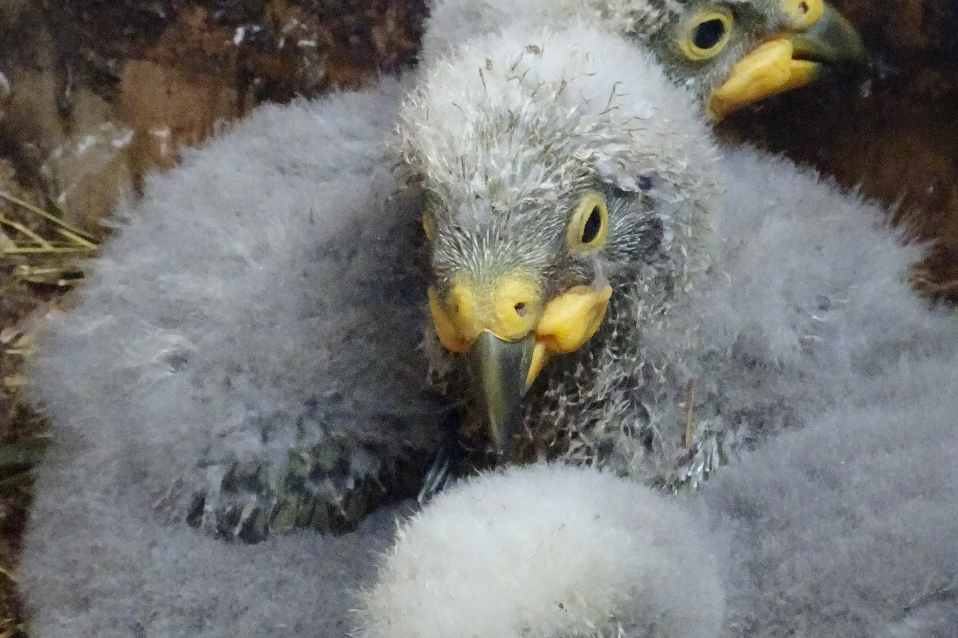 Welcome to the world: Queenstown\\'s Kiwi Park\\'s just welcomed these three kea chicks, the first to be born there in the park\\'s 40-year history. Photo: Supplied