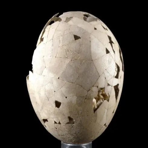 Rare South Island moa egg coming home