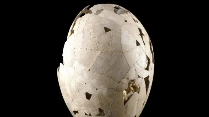 Rare South Island moa egg coming home