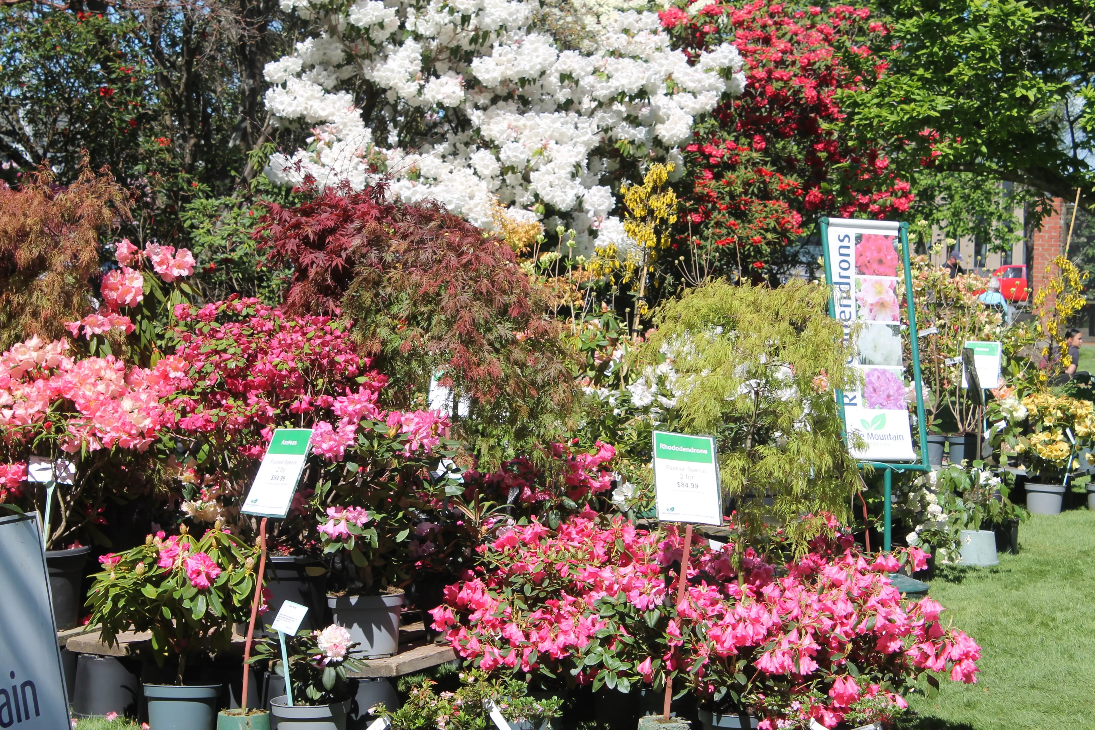 The beautiful colours on display at the Gore Rhododendron Festival, with plenty for gardeners to make their own from the Blue Mountain Nurseries display. Photo: Gerrit Doppenberg