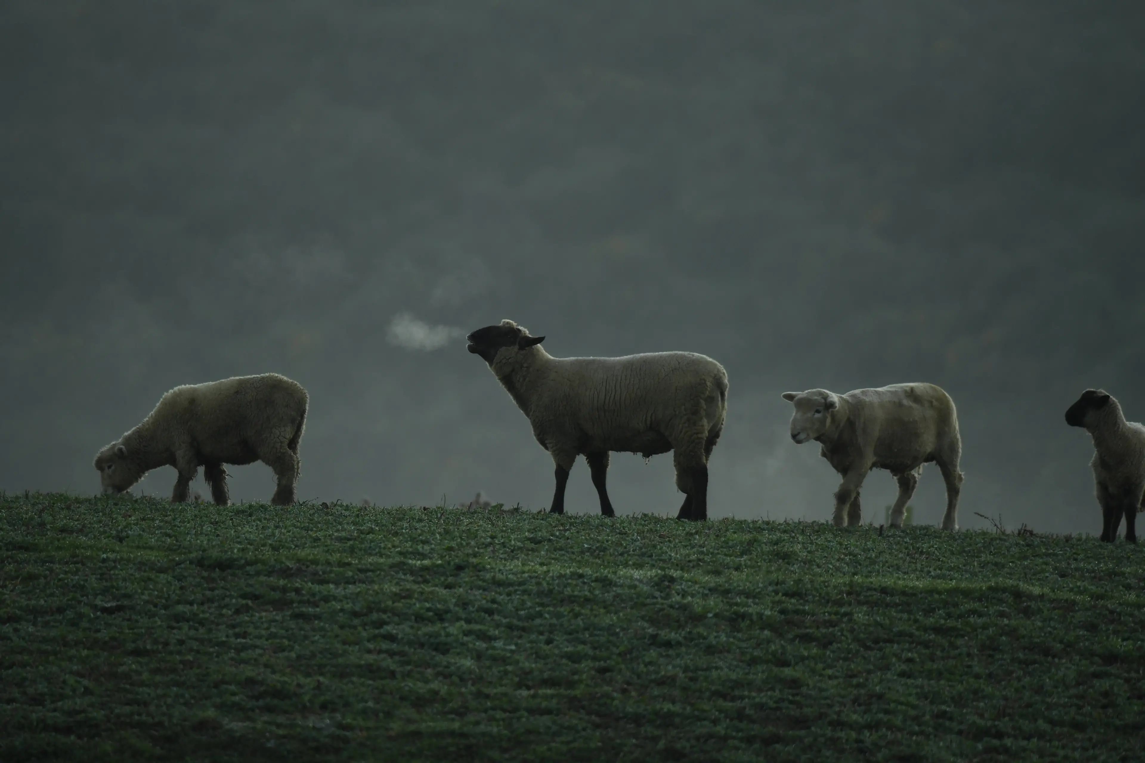 A trio of sheep; hard to knit. Photo: Stephen Jaquiery