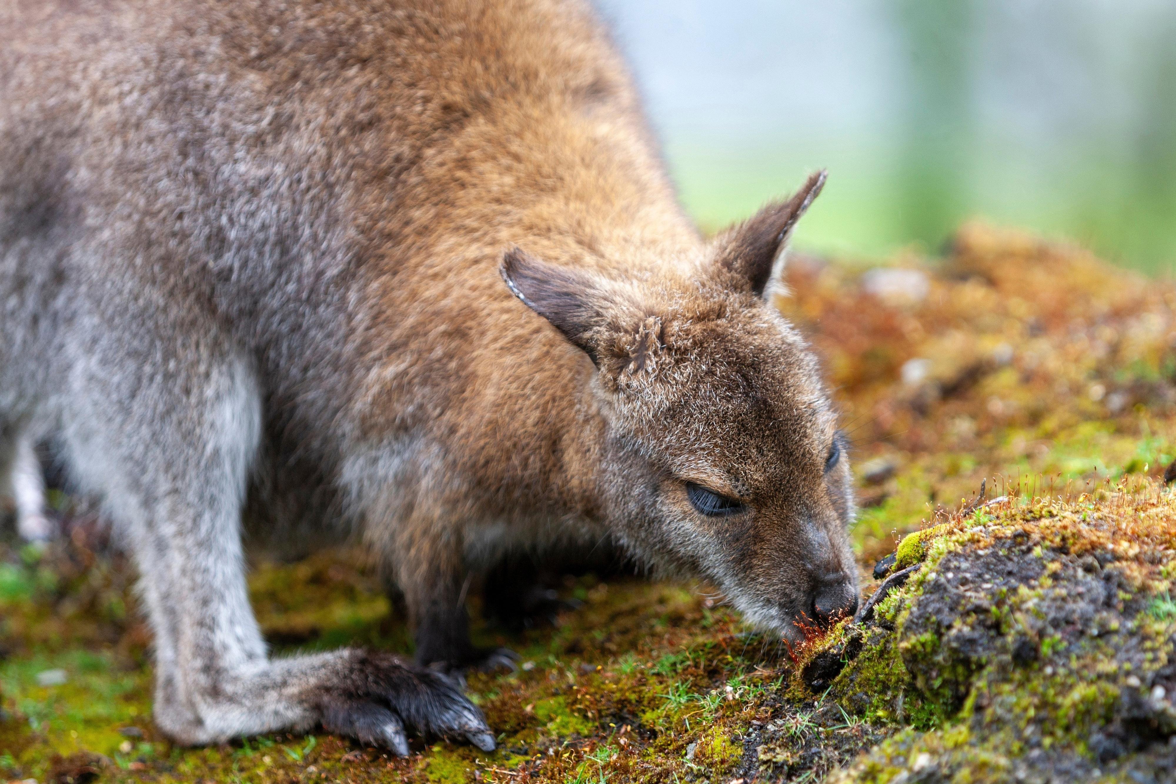 Spring Wallaby District’s marketing dream is environmental nightmare
