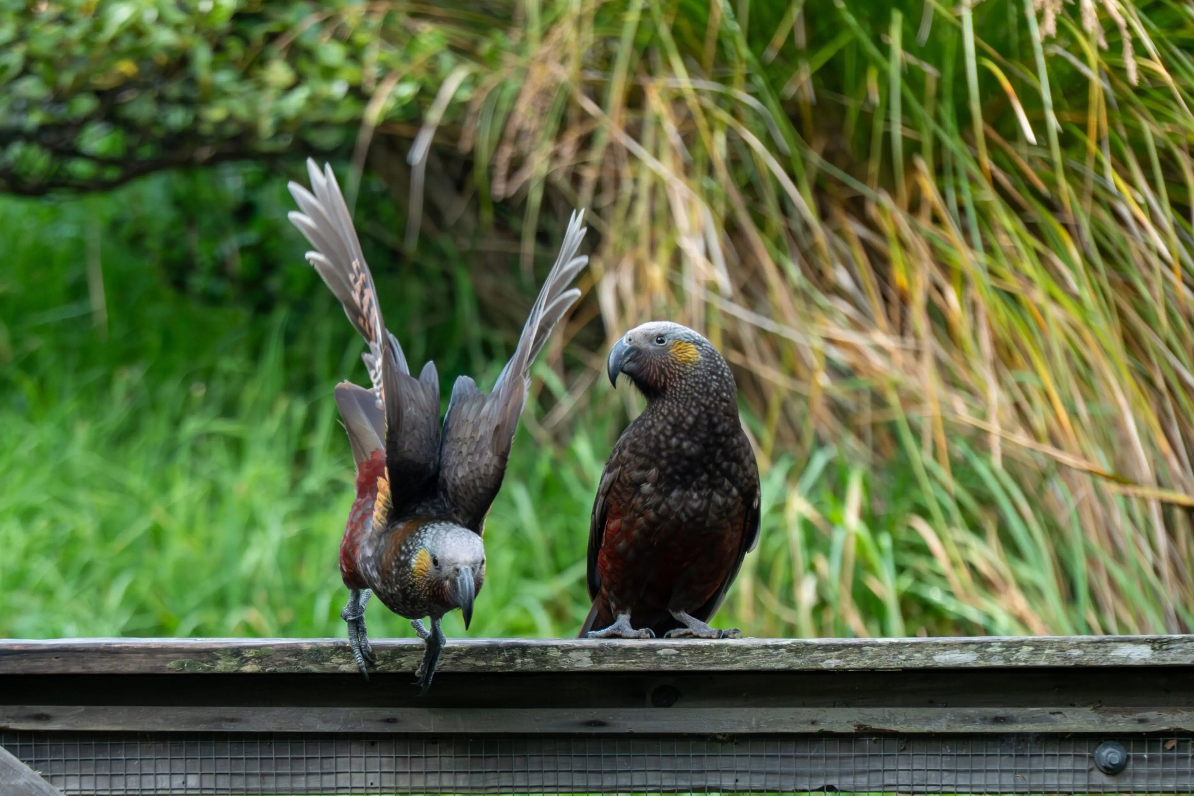 Welcome Email Copy Orokonui rolls out the welcome mat for locals