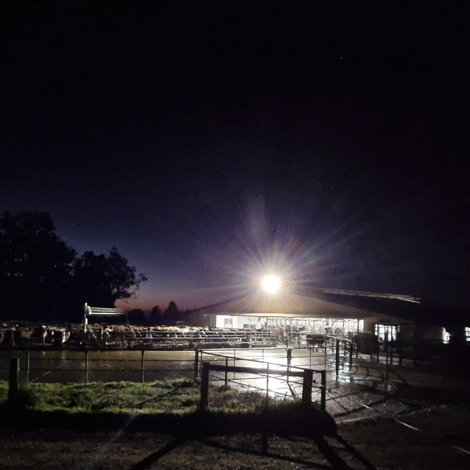 Dairy farmers protect night sky, seabirds